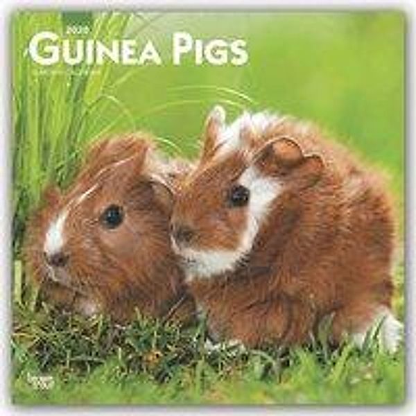 Guinea Pigs - Meerschweinchen 2020 - 16-Monatskalender, BrownTrout Publisher