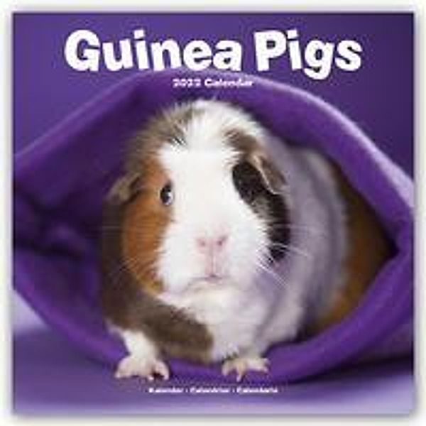 Guinea Pigs - Meerschweinchen 2022 - 16-Monatskalender, Avonside Publishing Ltd