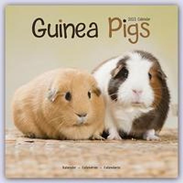 Guinea Pigs - Meerschweinchen 2023 - 16-Monatskalender, Avonside Publishing Ltd
