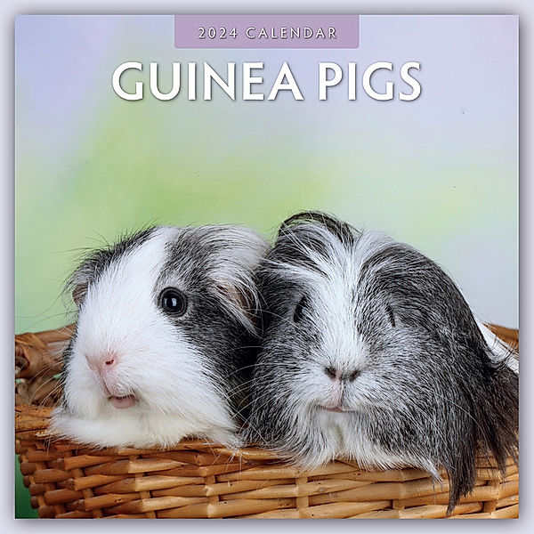 Guinea Pigs - Meerschweinchen 2024 - 16-Monatskalender, Red Robin Publishing Ltd