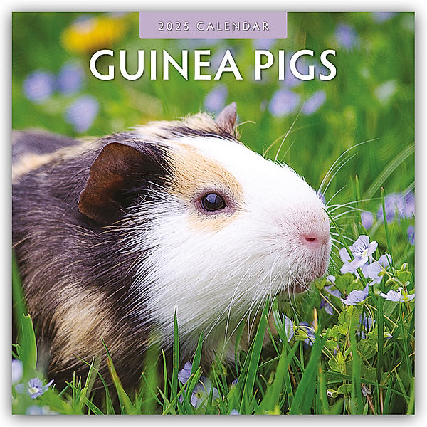 Guinea Pigs - Meerschweinchen 2025 - 16-Monatskalender, Red Robin Publishing Ltd
