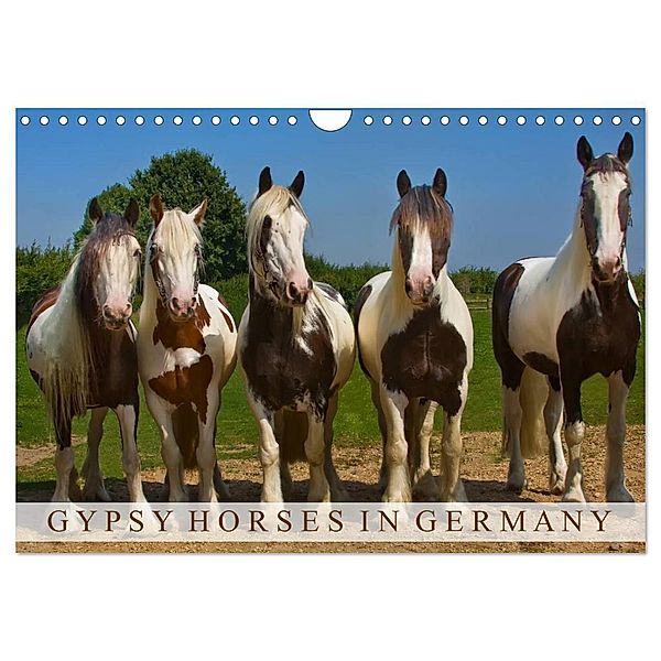 Gypsy Horses (Wandkalender 2024 DIN A4 quer), CALVENDO Monatskalender, weh-zet