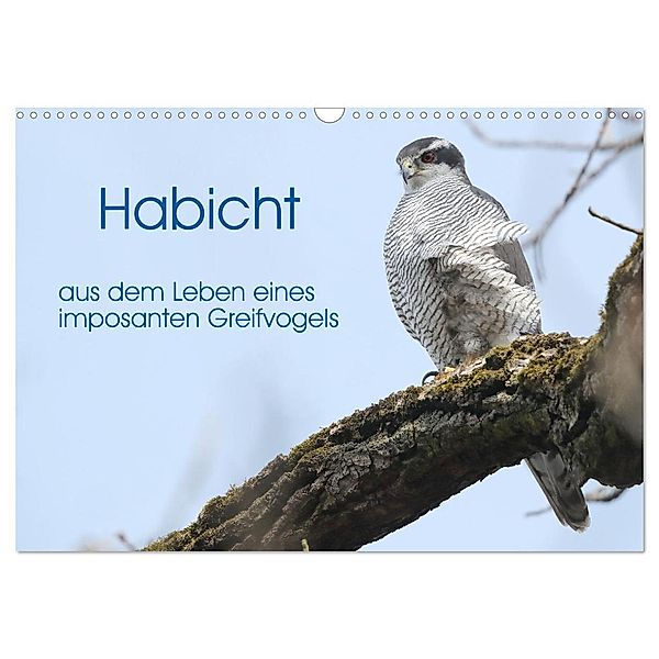 Habicht - aus dem Leben eines imposanten Greifvogels (Wandkalender 2025 DIN A3 quer), CALVENDO Monatskalender, Calvendo, Herrmann Knüwer