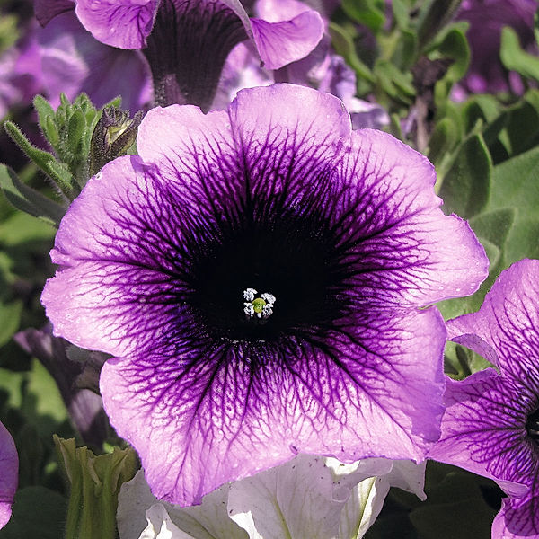 Hängepetunie Alpetunia (Farbe: Blueberry - lila)