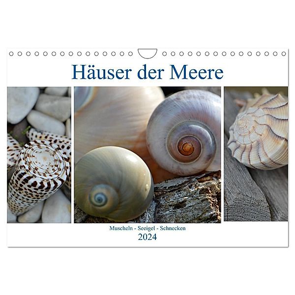 Häuser der Meere: Muscheln - Seeigel - Schnecken (Wandkalender 2024 DIN A4 quer), CALVENDO Monatskalender, Renate Grobelny