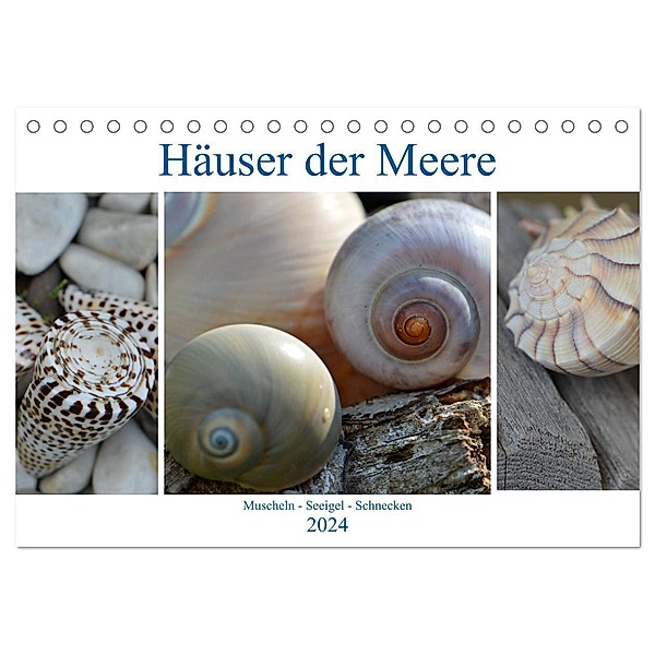 Häuser der Meere: Muscheln - Seeigel - Schnecken (Tischkalender 2024 DIN A5 quer), CALVENDO Monatskalender, Renate Grobelny