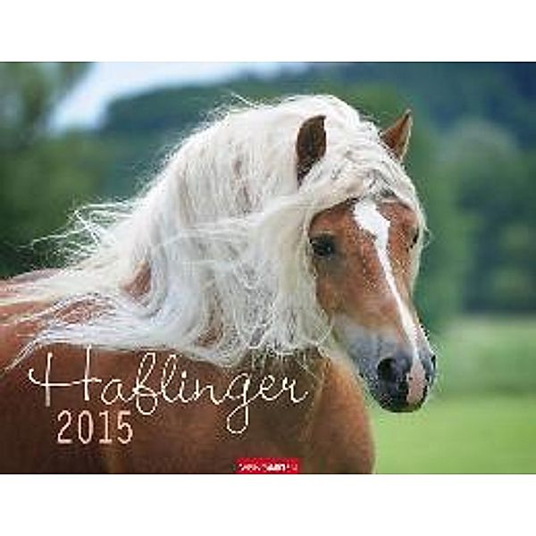 Haflinger 2015