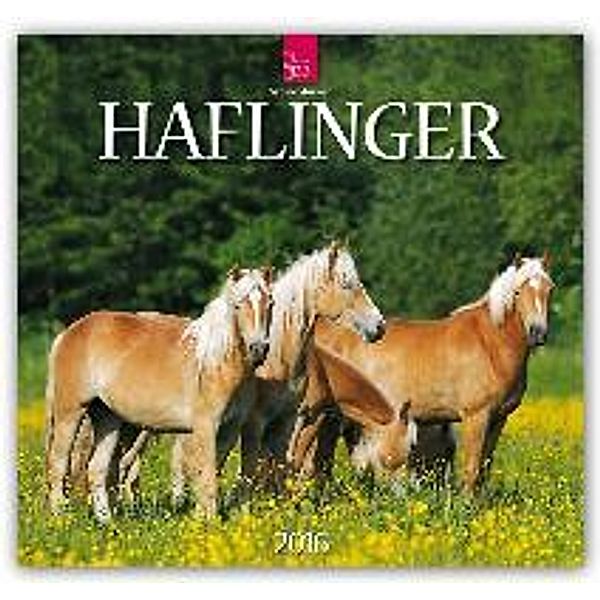 Haflinger 2016