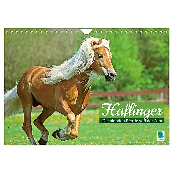 Haflinger: Die blonden Pferde von der Alm (Wandkalender 2024 DIN A4 quer), CALVENDO Monatskalender, Calvendo