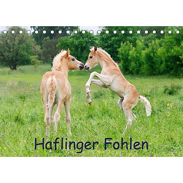 Haflinger Fohlen (Tischkalender 2023 DIN A5 quer), Katho Menden