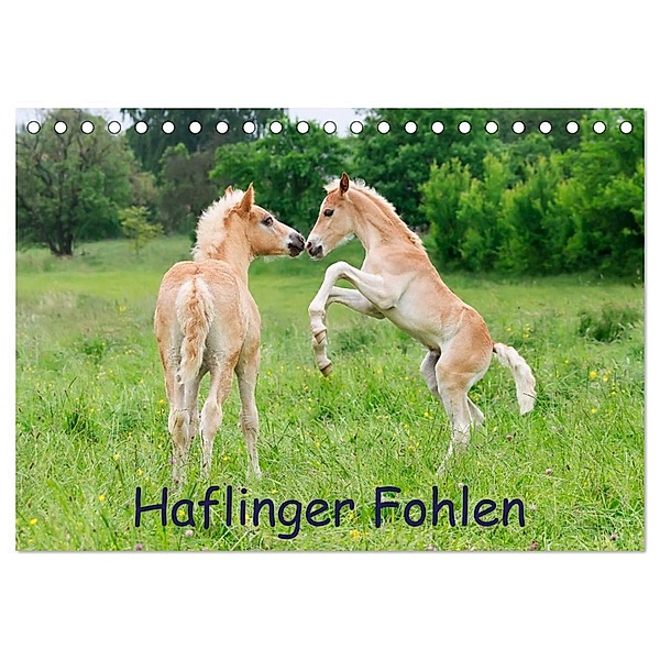 Haflinger Fohlen (Tischkalender 2024 DIN A5 quer), CALVENDO Monatskalender, Katho Menden