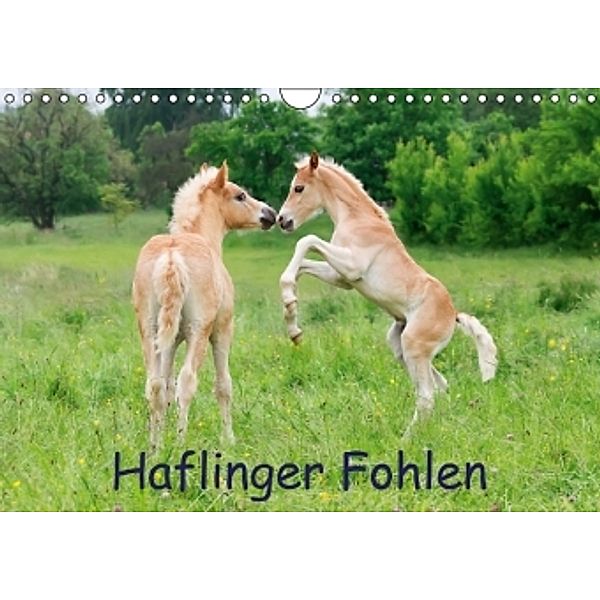 Haflinger Fohlen (Wandkalender 2014 DIN A4 quer), Katho Menden