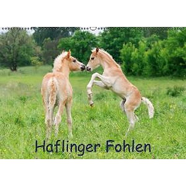 Haflinger Fohlen (Wandkalender 2015 DIN A2 quer), Katho Menden