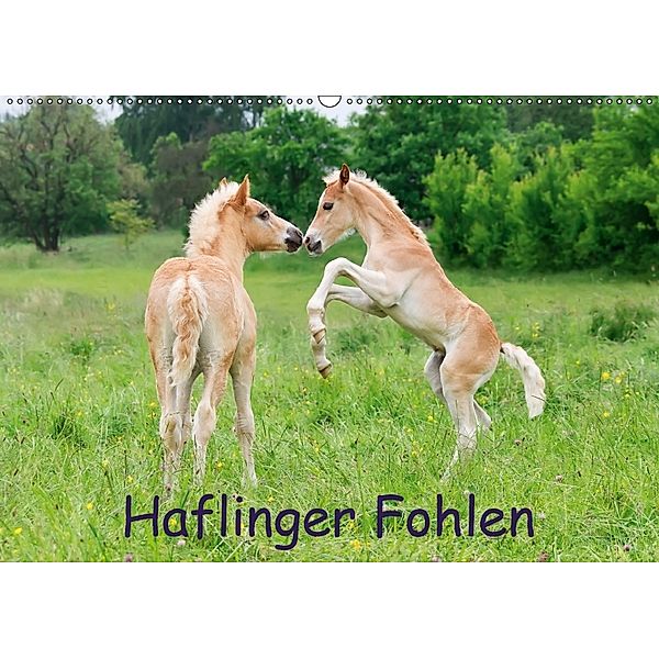 Haflinger Fohlen (Wandkalender 2018 DIN A2 quer), Katho Menden