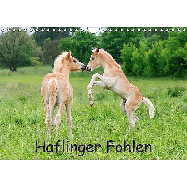 Haflinger Fohlen (Wandkalender 2018 DIN A4 quer), Katho Menden