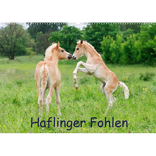 Haflinger Fohlen (Wandkalender 2022 DIN A2 quer), Katho Menden