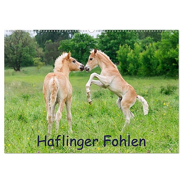 Haflinger Fohlen (Wandkalender 2024 DIN A2 quer), CALVENDO Monatskalender, Katho Menden