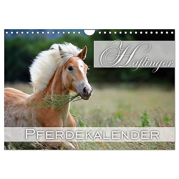 Haflinger / Geburtstagskalender (Wandkalender 2024 DIN A4 quer), CALVENDO Monatskalender, Nicole Noack