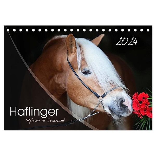 Haflinger-Pferde in Reinzucht (Tischkalender 2024 DIN A5 quer), CALVENDO Monatskalender, Natural-Golden.de