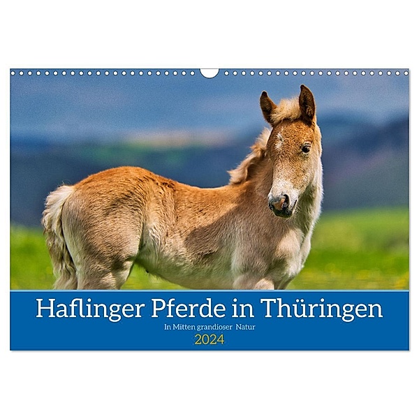 Haflinger Pferde in Thüringen (Wandkalender 2024 DIN A3 quer), CALVENDO Monatskalender, Calvendo, Torsten Irmer