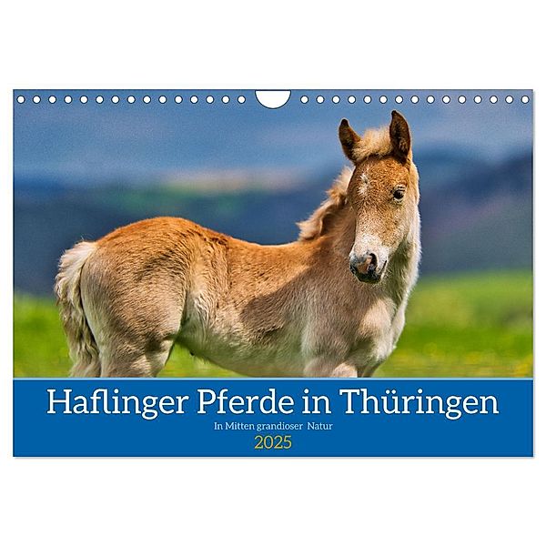 Haflinger Pferde in Thüringen (Wandkalender 2025 DIN A4 quer), CALVENDO Monatskalender, Calvendo, Torsten Irmer