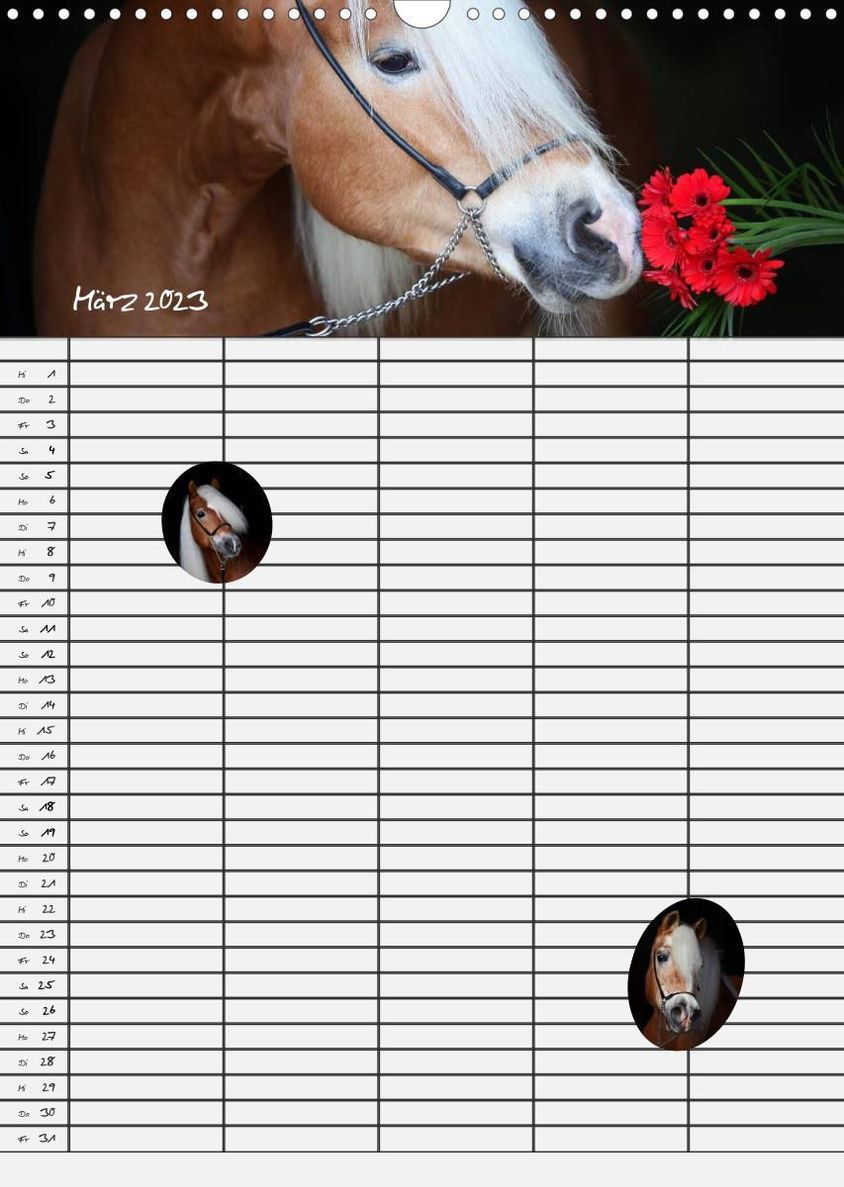 Haflinger Pferde - Stall- und Familienplaner 2023 Wandkalender 2023 DIN A3  hoch - Kalender bestellen