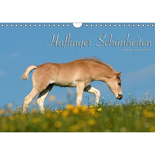 Haflinger Schönheiten (Wandkalender 2016 DIN A4 quer), Ramona Dünisch