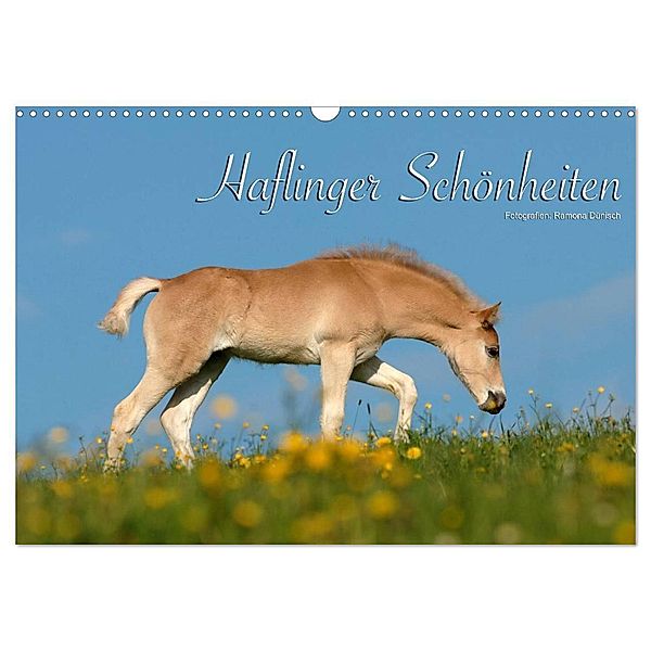 Haflinger Schönheiten (Wandkalender 2024 DIN A3 quer), CALVENDO Monatskalender, Ramona Dünisch - www.Ramona-Duenisch.de