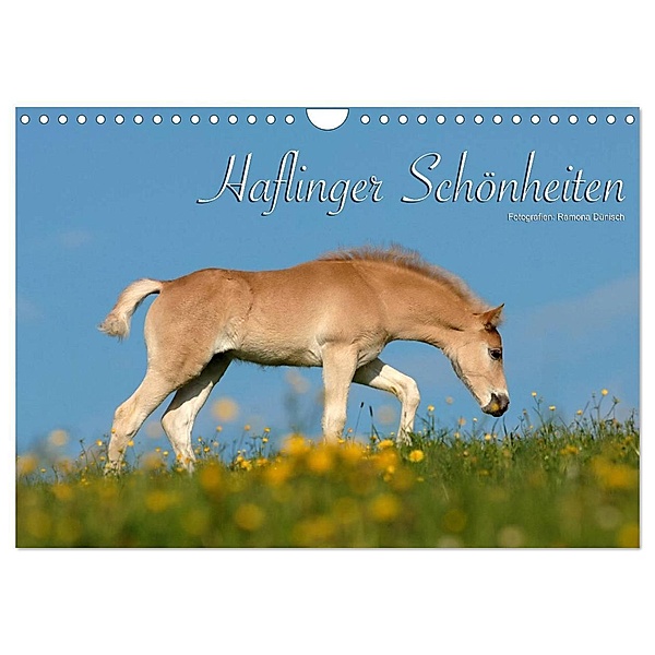 Haflinger Schönheiten (Wandkalender 2024 DIN A4 quer), CALVENDO Monatskalender, Ramona Dünisch - www.Ramona-Duenisch.de