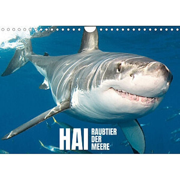Hai: Raubtier der Meere (Wandkalender 2022 DIN A4 quer), Calvendo