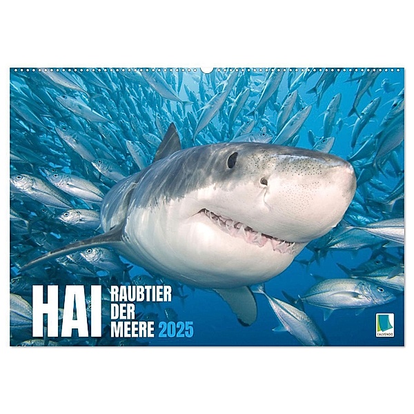 Hai: Raubtier der Meere (Wandkalender 2025 DIN A2 quer), CALVENDO Monatskalender, Calvendo