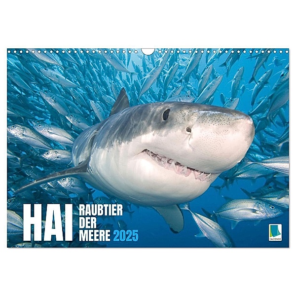 Hai: Raubtier der Meere (Wandkalender 2025 DIN A3 quer), CALVENDO Monatskalender, Calvendo