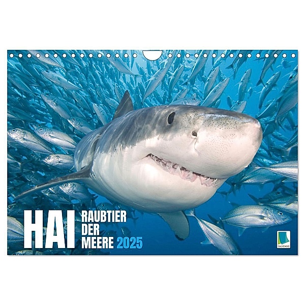 Hai: Raubtier der Meere (Wandkalender 2025 DIN A4 quer), CALVENDO Monatskalender, Calvendo