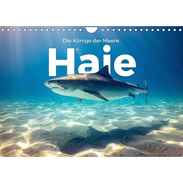 Haie - Könige der Meere. (Wandkalender 2022 DIN A4 quer), M. Scott