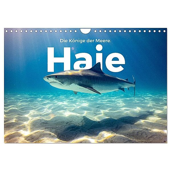 Haie - Könige der Meere. (Wandkalender 2024 DIN A4 quer), CALVENDO Monatskalender, M. Scott