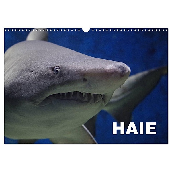 Haie (Wandkalender 2024 DIN A3 quer), CALVENDO Monatskalender, Elisabeth Stanzer