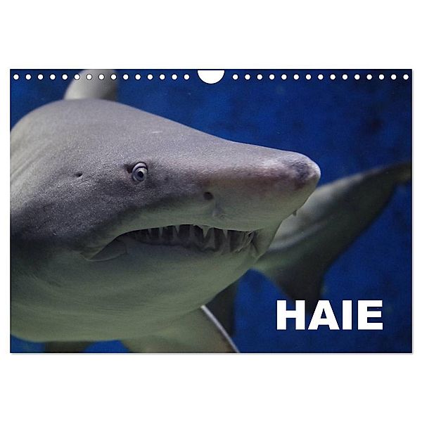 Haie (Wandkalender 2024 DIN A4 quer), CALVENDO Monatskalender, Elisabeth Stanzer