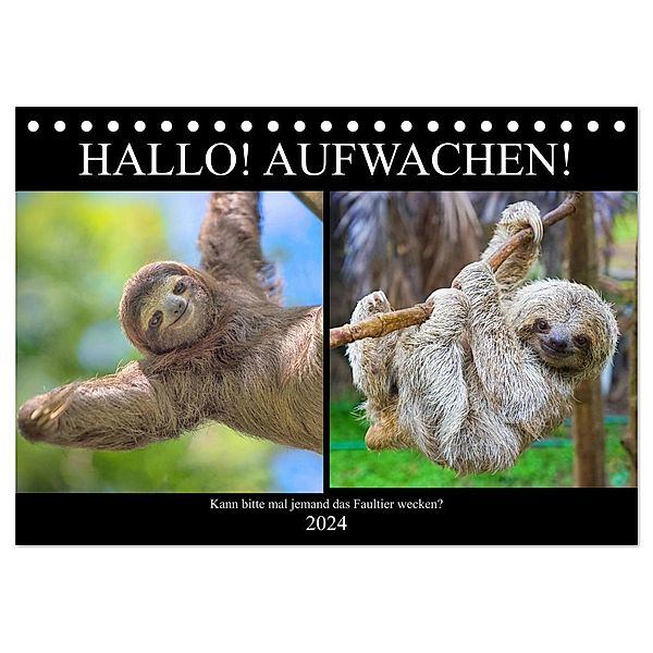 Hallo! Aufwachen! Kann bitte mal jemand das Faultier wecken? (Tischkalender 2024 DIN A5 quer), CALVENDO Monatskalender, Rose Hurley