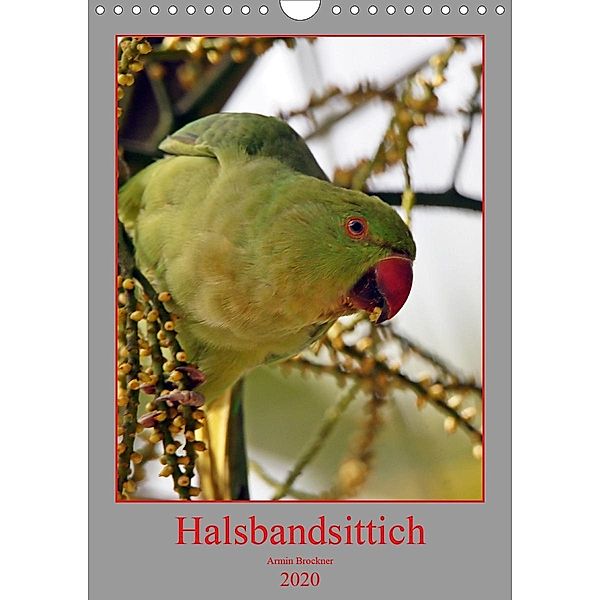 Halsbandsittich (Wandkalender 2020 DIN A4 hoch), Armin Brockner