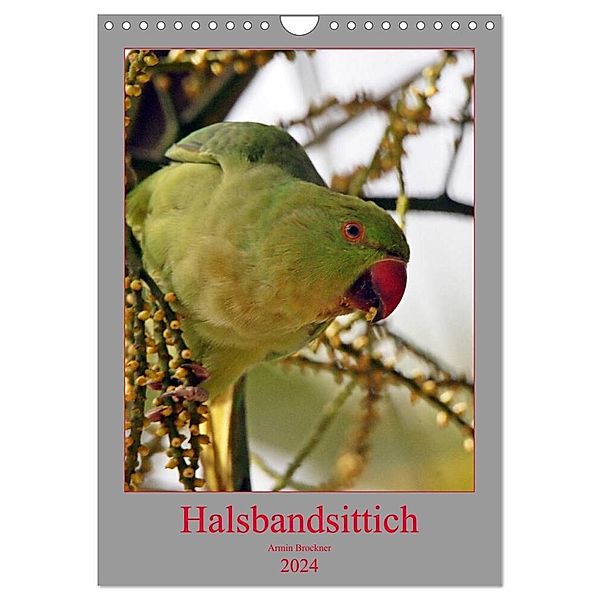 Halsbandsittich (Wandkalender 2024 DIN A4 hoch), CALVENDO Monatskalender, Armin Brockner