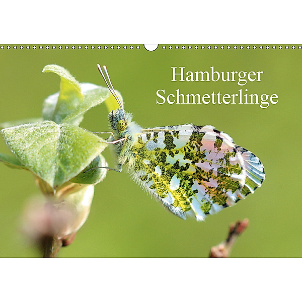 Hamburger Schmetterlinge (Wandkalender 2019 DIN A3 quer), Matthias Brix