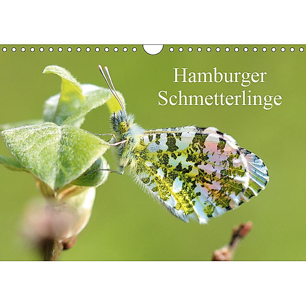 Hamburger Schmetterlinge (Wandkalender 2019 DIN A4 quer), Matthias Brix