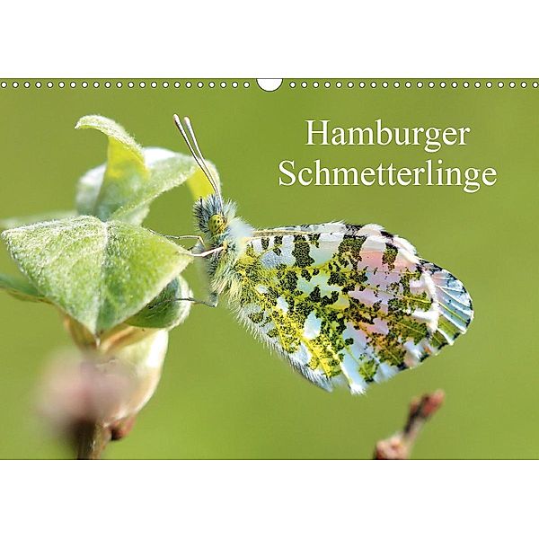Hamburger Schmetterlinge (Wandkalender 2021 DIN A3 quer), Matthias Brix