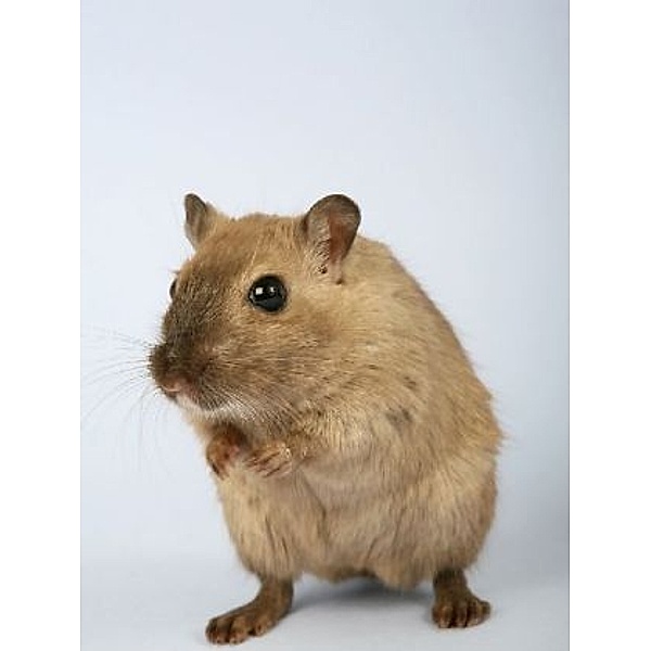 Hamster - 200 Teile (Puzzle)