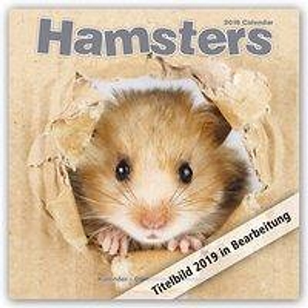 Hamsters Calendar 2019, Avonside Publishing Ltd