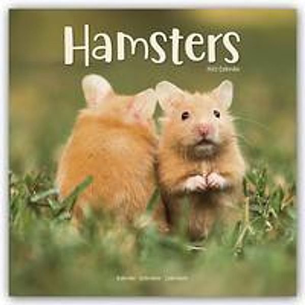 Hamsters - Hamster 2022 - 16-Monatskalender, Avonside Publishing Ltd
