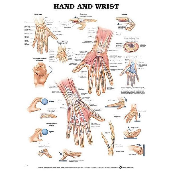 Hand and Wrist Anatomical Chart