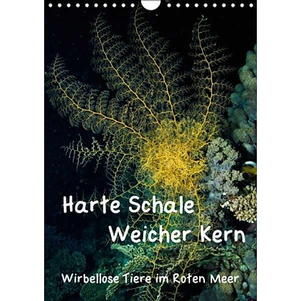 Harte Schale - weicher Kern, wirbellose Tiere im Roten Meer (Wandkalender 2016 DIN A4 hoch), Christian Suttrop