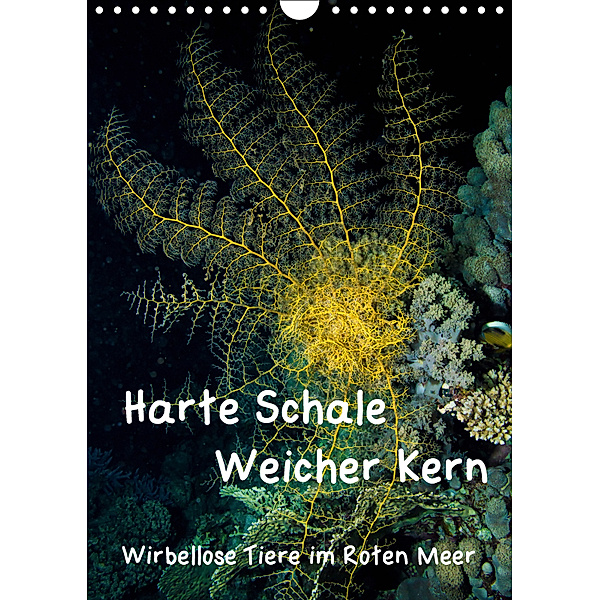 Harte Schale - weicher Kern, wirbellose Tiere im Roten Meer (Wandkalender 2019 DIN A4 hoch), Christian Suttrop