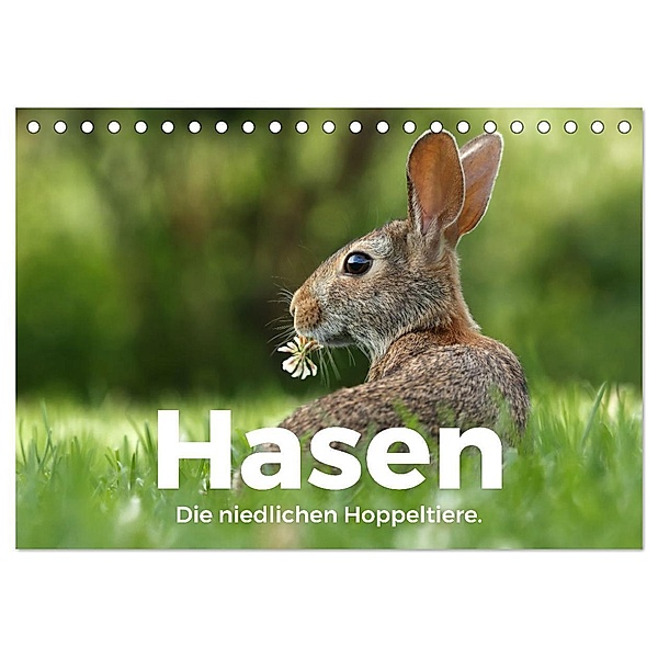 Hasen - Die niedlichen Hoppeltiere. (Tischkalender 2024 DIN A5 quer), CALVENDO Monatskalender, M. Scott